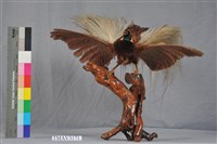 藏品(大天堂鳥)的圖片